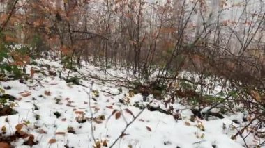Korkunç, gizemli bir sisli ormanın içinde yürüyorum. Yüksek kalite 4k görüntü