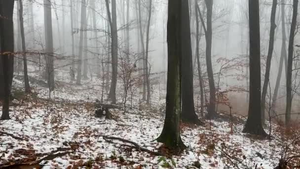 Karanlık Gizemli Orman Vahşi Sis Ağacı Tüttürüyor Yüksek Kalite Görüntü — Stok video