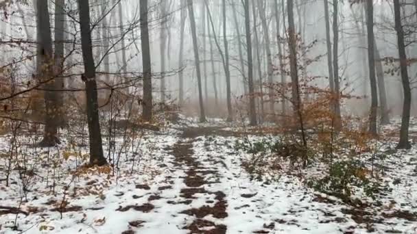 Kış Sisli Ormanlarında Gizemli Korkunç Kirli Bir Yol Yüksek Kalite — Stok video