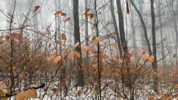 Pronásledování Mlhavém Zimním Lese Přes Větve První Osoby Pohled Vysoce — Stock video