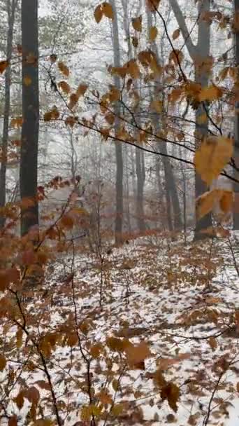 Marcher Dans Forêt Brouillard Effrayant Horreur Soir Vue Première Personne — Video