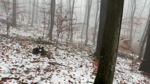 Δάσος Δρομάκι Πυκνή Ομίχλη Δέντρα Τον Χειμώνα Σκοτεινό Κακόκεφο Τοπίο — Αρχείο Βίντεο