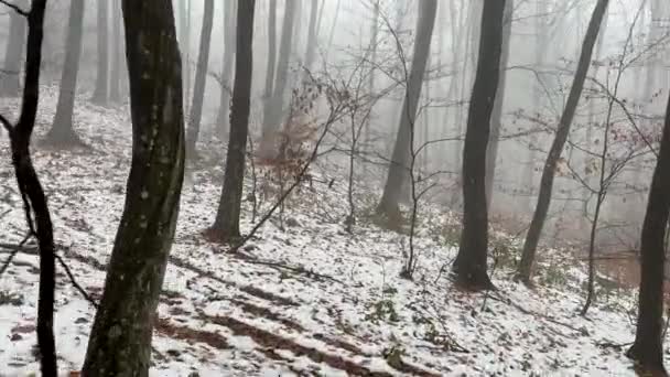Sisli Bir Kış Ormanında Birinci Şahıs Görüşü Yüksek Kalite Görüntü — Stok video