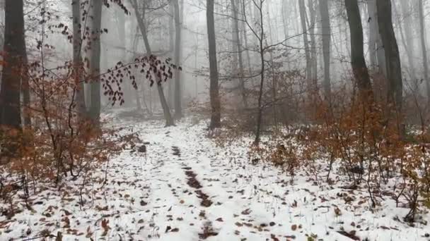 霧の中の神秘的な森の中を歩いている 高品質の4K映像 — ストック動画