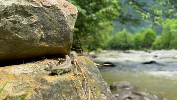 山の川の近くの岩の上に太陽の下でトカゲの背中 高品質4K映像 — ストック動画