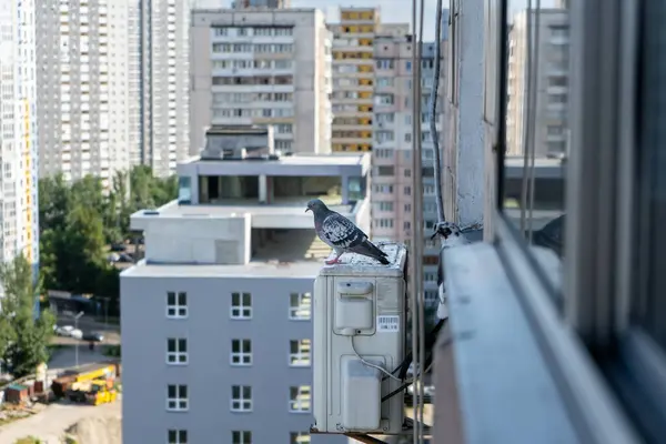 stock image Concrete Jungle Dweller: A pigeon among skyscrapers sits on an air conditioner.