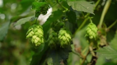 Lush Hop Bines Aromatik Koniler Taşıyor.