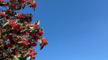 Rowan Branches mavi gökyüzü arkaplanına uzanır.