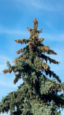 Kozalaklı Zafer: Sabah Işığında Çam kozalakları. Dikey görüntüler.