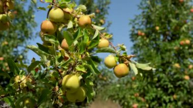 Bahçede bol meyve hasadı olan yeşil elma dalları