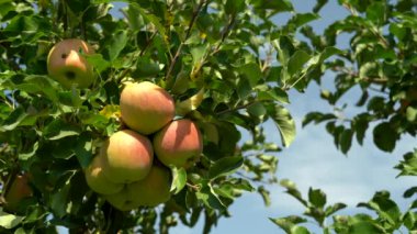 Elma bahçesinde sonbahar hasat mevsimi. Lezzetli olgun meyvelerle dolu ağaç dalları toplanmaya hazır..