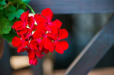 Yeşillik yaprakların arasında canlı kırmızı vinka çiçekleri, bahar doğa temaları ve bahçe konseptleri için mükemmel. Yüksek kalite fotoğraf