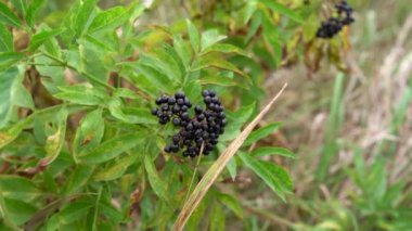 Rüzgarda savrulan Cornus Sanguinea, rüzgarda savrulan gerçek odun dalı, siyah böğürtlen ve kırmızı yeşil yapraklar.. 