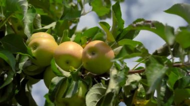 Yazın elma dalına yağmur damlaları damlayan olgun yeşil bir elma. Çevre dostu meyvelerin yetiştirilmesi. Elma topluyorum. Tatlı vitamin meyveli tatlı. Elma topluyorum..