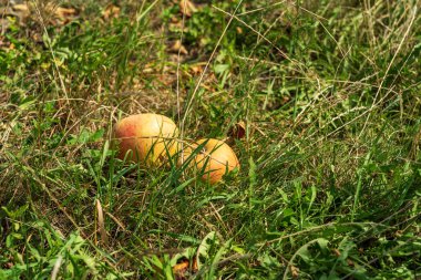 Sonbahar boyunca canlı yeşil çimenlere yuva yapmış, doğal bir cömertlik sergileyen, sakin bir elma sahnesi. Yüksek kalite 4k görüntü