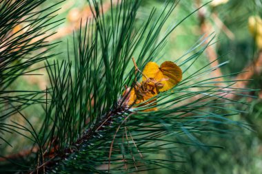 Çam ağacındaki büyük eşek arısı yuvası. Yüksek kalite fotoğraf