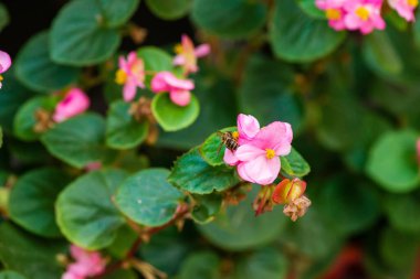 Pembe çiçekli arı. Yüksek kalite fotoğraf