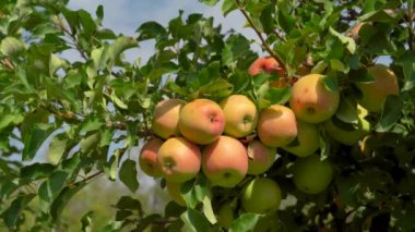 Bahçedeki elma ağaçları ve olgun kırmızı elmalar hasat için hazır. Seçici odaklanma. Yüksek kalite 4k görüntü