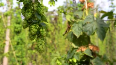 Çiftçilik ve tarım kavramı. Bira ve ekmek yapmak için taze taze taze organik zıplama konileri, yakın çekim. Üretim için taze şerbetçiotu. Bahçede ya da çiftlikte büyüyen zıplama bitkisi.