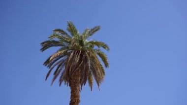 Arka planda mavi gökyüzünde palmiye ağaçları, yaz güneşi, yukarıdan manzara. Tropikal adada yeşil palmiye yaprakları ılık rüzgarda sallanıyor. Plaj tatil beldesinde seyahat cenneti