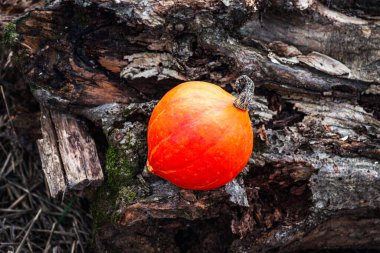 Koyu dokulu yosunlu bir kütükte canlı turuncu bir balkabağı. Yüksek kalite fotoğraf