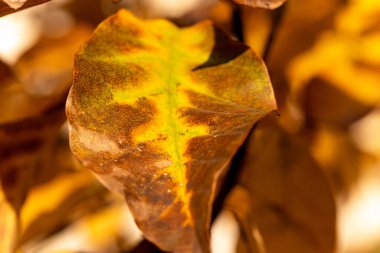 Yumuşak bir arka planı olan bir ağaç dalında solmuş altın ve kahverengi sonbahar yapraklarının çarpıcı dokusu. Yüksek kalite fotoğraf
