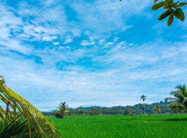 Yeşil pirinç tarlası manzarası ve açık mavi gökyüzü kırsalda