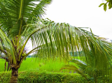 Bereketli Yeşil Palmiye Ağaçları ve Canlı Bitki Hayatı ile Sakin Tropikal Orman