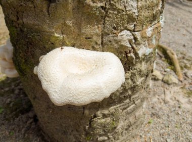 Yıpranmış hindistan cevizi ağacı gövdesinde büyüyen beyaz mantarların yakın çekimi.