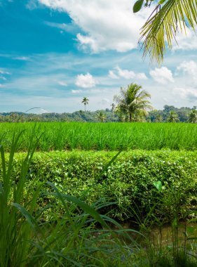 Güzel yeşil pirinç tarlalarının ve açık mavi gökyüzünün portresi.