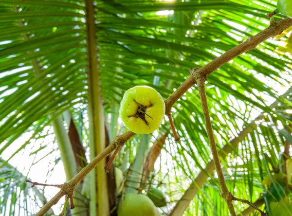 Gros Plan Syzygium Aqueum Vert Mise Point Douce Arrière Plan — Photo