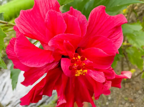Нежный Красный Цветок Гибискуса Полном Расцвете — стоковое фото