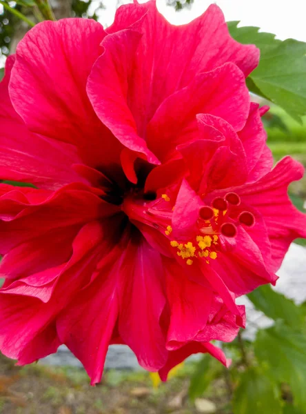 鮮やかな赤いハイビスカスの花は 自然の繊細な美しさを示しています — ストック写真