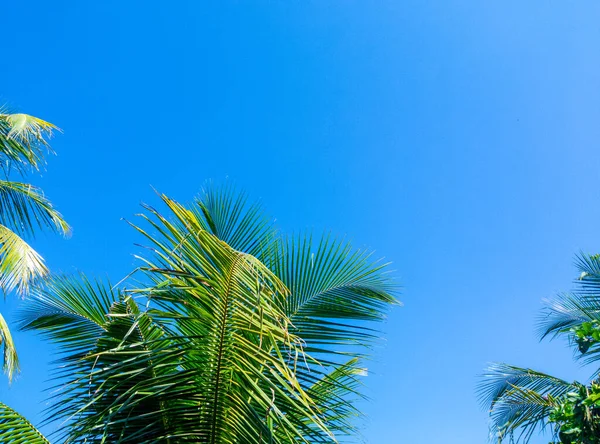 Bright blue sky and green palm leaves during the day