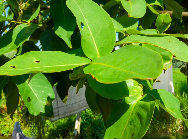 Close Bright Green Syzygium Aqueum Fresh Guava Leaf Several Caterpillar — Stock Photo, Image