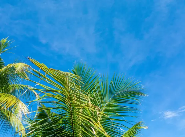 Serene Tropical Paradise Palm Trees Scenic Sky — Stock Photo, Image