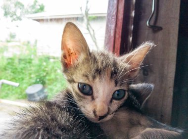 Meraklı Ev Kedisi Portresi: Bağımsız, Sevimli ve Meraklı Bakışlı Sevimli Arkadaş