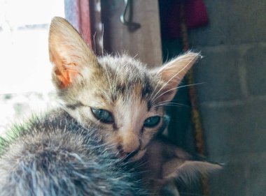 Sevimli ve meraklı bıyıklı evcil bir kedi..