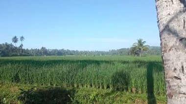 Berrak mavi gökyüzünün altında palmiye ağaçları olan yemyeşil pirinç tarlası.