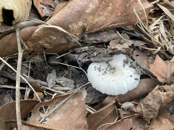 Cogumelos São Brancos Solo Castanho Escuro Cobertos Com Folhagem — Fotografia de Stock