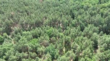 Yeşil Forrest ve güzel parlak bir gün. İnsansız hava aracından şehrin inanılmaz manzarası. 4K kalite