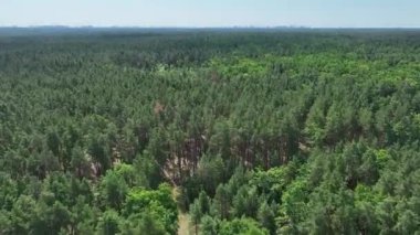 Yeşil Forrest ve güzel parlak bir gün. İnsansız hava aracından şehrin inanılmaz manzarası. 4K kalite