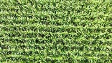 'Cornfield Drone dikey görüntüsünün kırsal çekiciliğine bakın.' Yukarıdan gelen bitmeyen yeşil mısır saplarını keşfedin. Doğanın tuvalindeki büyüleyici desenleri ve dokuları ortaya çıkarın..