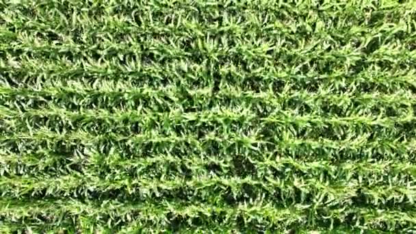 Capture Serene Beauty Cornfield Cornfield Static Vertical View Rows Green — Stock Video