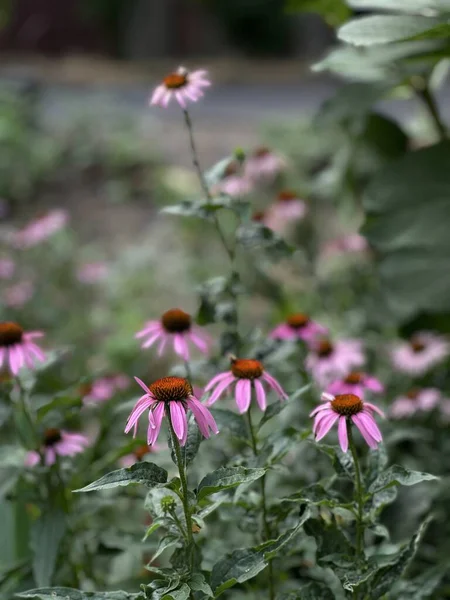 Pink Daisies Flovers Road — Photo