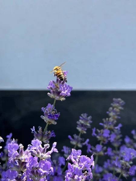 Bee Pollinating Blooming Lavender Summer Garden Front Black White Wall — Stock Photo, Image