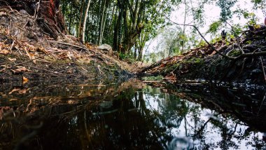 Sisli ormanın manzarası. Peri masalı, sisli bir günde ürkünç bir orman. Korku ormanında soğuk sisli bir sabah