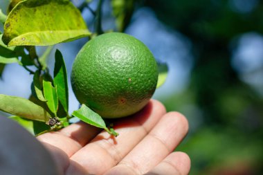 Çiftçi eli ormandaki bir ağaçtan portakal meyvesi topluyor.