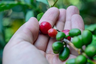 Man Hands kahve tohumu olgunlaşmış kırmızı böğürtlen yeşil eko organik çiftlikte taze tohum ağacı yetiştirir. Kapatın elleri, kırmızı kahve tohumu, robusta arabica üzümü, kahve çiftliği hasadı.