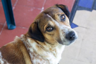 Bir evin bahçesindeki kameraya bakan bir kreol köpeğine yaklaş.